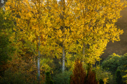 Goldener Oktober - Bäume in der Morgensonne -  - Bestellnr: CAS_0116