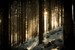 Mystic Forest - Winter im Nationalpark Hunsrueck-Hochwald. Rinzenberg - Bestellnr: CAS_6599
