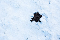Maulwurfshügel im Schnee -  - Bestellnr: CAS_6683