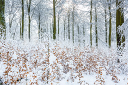 Winter im Buchwald - Buchen im Winter. Nationalpark Hunsrueck-Hochwald - Bestellnr: CAS_7151