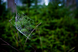 Spinnennetz -  - Bestellnr: IMG_0119