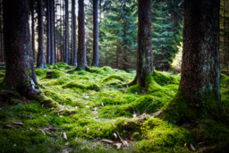 Mystic Forest - Fichten im Nationalpark Hunsrueck-Hochwald. Trauntal Höhenweg - Bestellnr: IMG_0841-Bearbeitet