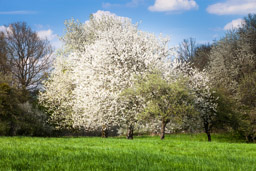 Kirschblüte in Dienstweiler -  - Bestellnr: IMG_6751-Bearbeitet