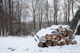 Holzpolter im Rinzenberger Wald -  - Bestellnr: IMG_9456