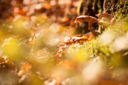 Waldpilze - Herbst im Nationalpark Hunsrueck-Hochwald. Buchwald bei Börfink. Traumschleife Börfinker Ochsentour - Bestellnr: _MG_9091