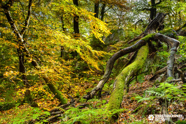 Herbst im Nationalpark Hunsrueck-Hochwald. Wildenburg Mörschieder Burr Saar-Hunsrueck-Steig.  Totholz