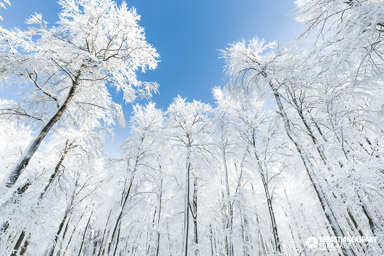 Winterwunderland am Erbeskopf. Winter im Nationalpark Hunsrueck-Hochwald. Traumschleife Gipfelrauschen