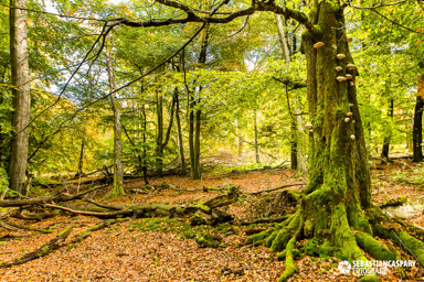 Herbst im Nationalpark Hunsrueck-Hochwald. Erbeskopf. Kernzone.