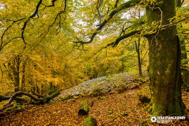 Herbst im Nationalpark Hunsrueck-Hochwald. Farben des Herbstes