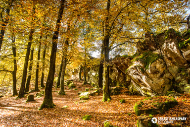 Herbst im Nationalpark Hunsrueck-Hochwald. Wildenburg Mörschieder Burr Saar-Hunsrueck-Steig