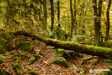 Herbst im Nationalpark Hunsrueck-Hochwald. Wildenburg Mörschieder Burr Saar-Hunsrueck-Steig