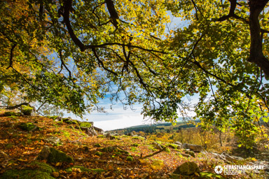 Herbst im Nationalpark Hunsrueck-Hochwald. Wildenburg Mörschieder Burr Saar-Hunsrueck-Steig. Rosselhalde