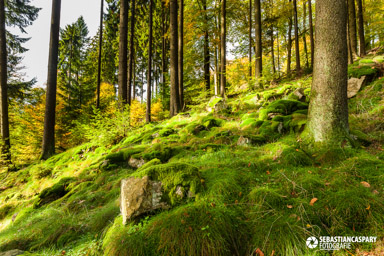Herbst im Nationalpark Hunsrueck-Hochwald. Wildenburg Mörschieder Burr Saar-Hunsrueck-Steig.