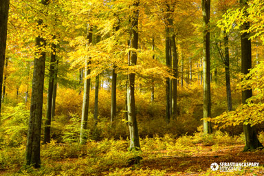 Herbst im Nationalpark Hunsrueck-Hochwald. Buchwald bei Börfink. Traumschleife Börfinker Ochsentour. Farben des Herbstes