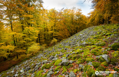 Rosselhalde. Herbst im Nationalpark Hunsrueck-Hochwald.