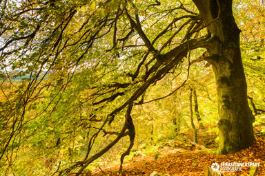 Herbst im Nationalpark Hunsrueck-Hochwald. Wildenburg Mörschieder Burr Saar-Hunsrueck-Steig. Rosselhalde