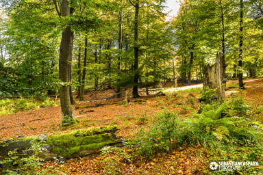 Herbst im Nationalpark Hunsrueck-Hochwald. Erbeskopf. Kernzone. Birkenbruch