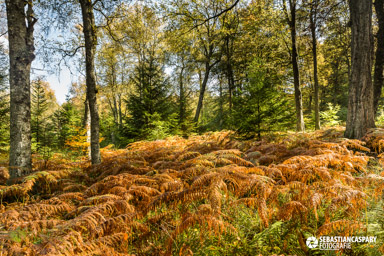 Herbst im Nationalpark Hunsrueck-Hochwald. Erbeskopf. Kernzone. Mittelgebirgsmoor
