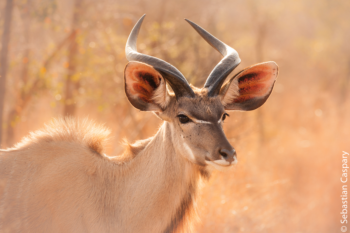 junges Kudu. 